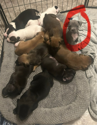 Illustration de l'article : Déjà maman de 11 chiots, une chienne en accepte un 12e dont elle constitue le dernier espoir et transforme sa vie