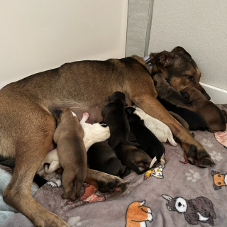 Illustration de l'article : Déjà maman de 11 chiots, une chienne en accepte un 12e dont elle constitue le dernier espoir et transforme sa vie