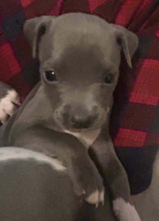 Illustration de l'article : Déjà maman de 11 chiots, une chienne en accepte un 12e dont elle constitue le dernier espoir et transforme sa vie