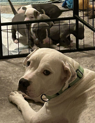 Illustration de l'article : Déjà maman de 11 chiots, une chienne en accepte un 12e dont elle constitue le dernier espoir et transforme sa vie