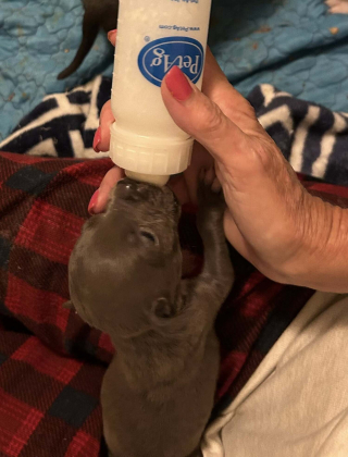 Illustration de l'article : Déjà maman de 11 chiots, une chienne en accepte un 12e dont elle constitue le dernier espoir et transforme sa vie