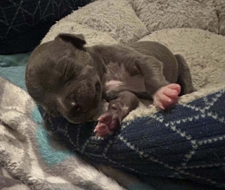 Illustration de l'article : Déjà maman de 11 chiots, une chienne en accepte un 12e dont elle constitue le dernier espoir et transforme sa vie