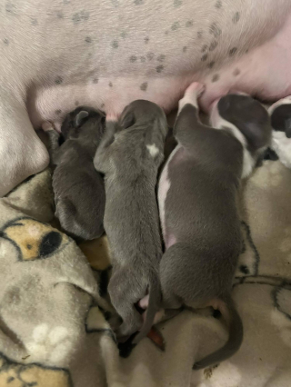 Illustration de l'article : Déjà maman de 11 chiots, une chienne en accepte un 12e dont elle constitue le dernier espoir et transforme sa vie