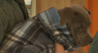 Illustration de l'article : Déjà maman de 11 chiots, une chienne en accepte un 12e dont elle constitue le dernier espoir et transforme sa vie