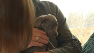 Illustration de l'article : Déjà maman de 11 chiots, une chienne en accepte un 12e dont elle constitue le dernier espoir et transforme sa vie