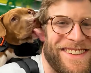 Illustration de l'article : &laquo; Adoptez-moi &raquo;, ce message coll&eacute; sur son sac &agrave; dos de randonn&eacute;e transforme la vie de ces chiens abandonn&eacute;s et invisibles en refuge (vid&eacute;o)