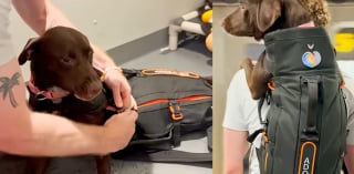 Illustration de l'article : &laquo; Adoptez-moi &raquo;, ce message coll&eacute; sur son sac &agrave; dos de randonn&eacute;e transforme la vie de ces chiens abandonn&eacute;s et invisibles en refuge (vid&eacute;o)