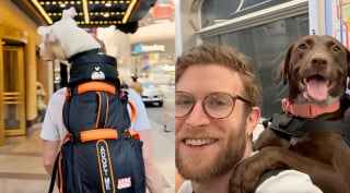 Illustration de l'article : &laquo; Adoptez-moi &raquo;, ce message coll&eacute; sur son sac &agrave; dos de randonn&eacute;e transforme la vie de ces chiens abandonn&eacute;s et invisibles en refuge (vid&eacute;o)