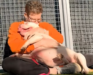 Illustration de l'article : &laquo; Adoptez-moi &raquo;, ce message coll&eacute; sur son sac &agrave; dos de randonn&eacute;e transforme la vie de ces chiens abandonn&eacute;s et invisibles en refuge (vid&eacute;o)