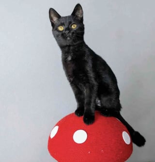 Illustration de l'article : &laquo; Une v&eacute;ritable force de la nature &raquo;, incapable de tenir debout &agrave; son arriv&eacute;e, ce chaton aux 3 pattes cass&eacute;es remarche quelques jours apr&egrave;s une op&eacute;ration lourde