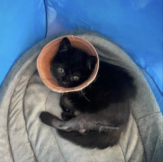 Illustration de l'article : &laquo; Une v&eacute;ritable force de la nature &raquo;, incapable de tenir debout &agrave; son arriv&eacute;e, ce chaton aux 3 pattes cass&eacute;es remarche quelques jours apr&egrave;s une op&eacute;ration lourde