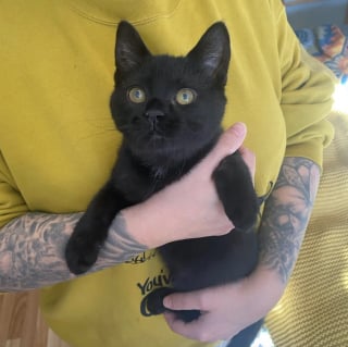 Illustration de l'article : &laquo; Une v&eacute;ritable force de la nature &raquo;, incapable de tenir debout &agrave; son arriv&eacute;e, ce chaton aux 3 pattes cass&eacute;es remarche quelques jours apr&egrave;s une op&eacute;ration lourde