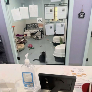 Illustration de l'article : Chaque jour, ce chat de refuge s'assoit pendant des heures au m&ecirc;me endroit dans l'espoir de voir arriver sa famille id&eacute;ale (vid&eacute;o)