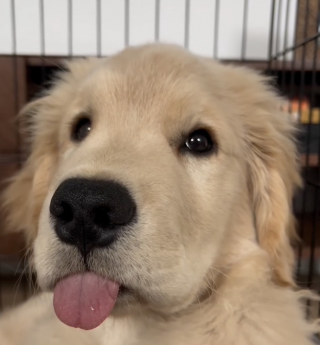 Illustration de l'article : Avec une lettre pleine d&rsquo;humour, un adorable chien a tent&eacute; de convaincre le P&egrave;re No&euml;l qu&rsquo;il a &eacute;t&eacute; tr&egrave;s sage (vid&eacute;o)