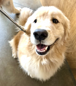 Illustration de l'article : Avec une lettre pleine d&rsquo;humour, un adorable chien a tent&eacute; de convaincre le P&egrave;re No&euml;l qu&rsquo;il a &eacute;t&eacute; tr&egrave;s sage (vid&eacute;o)