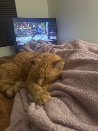 Illustration de l'article : Intrigu&eacute;e par un chat &agrave; 3 pattes se cachant dans le caniveau, elle le convainc d'en sortir et d&eacute;couvre sa poignante histoire