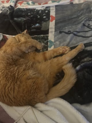 Illustration de l'article : Intrigu&eacute;e par un chat &agrave; 3 pattes se cachant dans le caniveau, elle le convainc d'en sortir et d&eacute;couvre sa poignante histoire