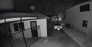 Illustration de l'article : Une femme d&eacute;couvre un myst&eacute;rieux &ldquo;coyote&rdquo; hurlant dans le jardin et d&eacute;cide de lui offrir un foyer (vid&eacute;o)