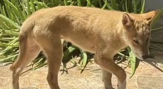 Illustration de l'article : Une femme d&eacute;couvre un myst&eacute;rieux &ldquo;coyote&rdquo; hurlant dans le jardin et d&eacute;cide de lui offrir un foyer (vid&eacute;o)