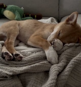 Illustration de l'article : Une femme d&eacute;couvre un myst&eacute;rieux &ldquo;coyote&rdquo; hurlant dans le jardin et d&eacute;cide de lui offrir un foyer (vid&eacute;o)