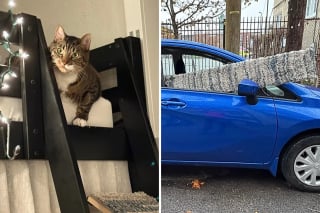 Illustration de l'article : Dans un appartement minuscule, une femme trouve une solution ing&eacute;nieuse pour que son chat se sente enfin heureux