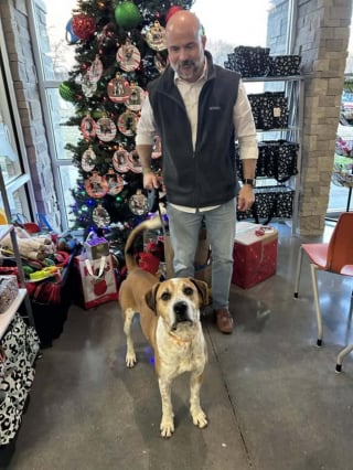 Illustration de l'article : Au refuge depuis 2 ans, ce chien devait participer &agrave; une parade de No&euml;l mais ne l'a pas fait pour une raison r&eacute;jouissante