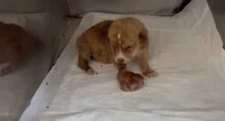 Illustration de l'article : Découvrant un chiot à la patte démesurée au bord d’une route, un sauveteur réalise qu'il est face à un combat qu’il ne peut abandonner