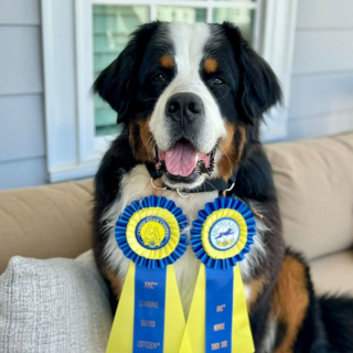 Illustration de l'article : Sa ma&icirc;tresse distraite par son t&eacute;l&eacute;phone, ce Bouvier Bernois insiste pour lui signaler que sa soeur f&eacute;line est en danger (vid&eacute;o)