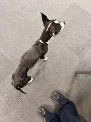 Illustration de l'article : En croisant une chienne squelettique abandonnée dans le froid, une promeneuse ose l’approcher et lui offre une chance de s’en sortir