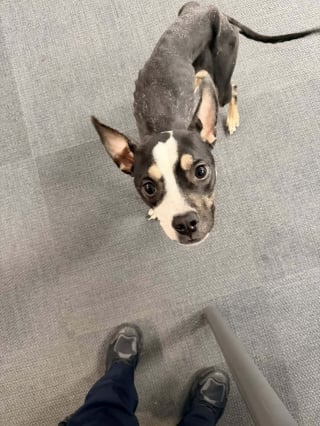 Illustration de l'article : En croisant une chienne squelettique abandonnée dans le froid, une promeneuse ose l’approcher et lui offre une chance de s’en sortir