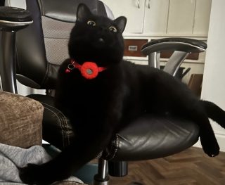 Illustration de l'article : Sans aucune formation, ce chat d&eacute;tecte les crises d'&eacute;pilepsie de sa ma&icirc;tresse avant tout le monde et p&eacute;trit son ventre pour la calmer (vid&eacute;o)