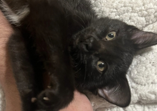 Illustration de l'article : Sans aucune formation, ce chat d&eacute;tecte les crises d'&eacute;pilepsie de sa ma&icirc;tresse avant tout le monde et p&eacute;trit son ventre pour la calmer (vid&eacute;o)