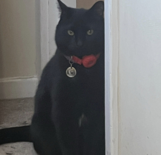 Illustration de l'article : Sans aucune formation, ce chat d&eacute;tecte les crises d'&eacute;pilepsie de sa ma&icirc;tresse avant tout le monde et p&eacute;trit son ventre pour la calmer (vid&eacute;o)