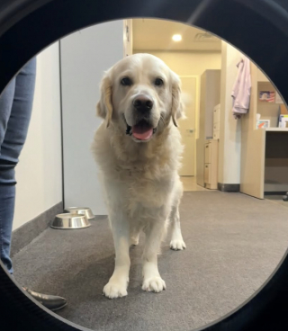 Illustration de l'article : Depuis qu’il a cette couverture, ce chien lui témoigne un attachement incroyable, ne la quittant jamais, même pour jouer (vidéo)