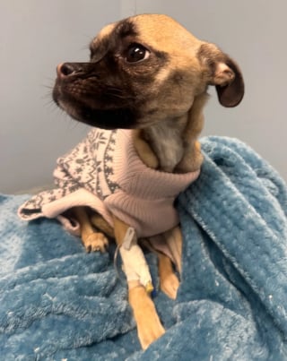 Illustration de l'article : Lors d&rsquo;un banal contr&ocirc;le routier, une polici&egrave;re remarque un chien squelettique sur la banquette arri&egrave;re et intervient sans attendre (vid&eacute;o)