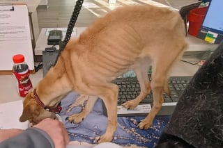 Illustration de l'article : Lors d&rsquo;un banal contr&ocirc;le routier, une polici&egrave;re remarque un chien squelettique sur la banquette arri&egrave;re et intervient sans attendre (vid&eacute;o)