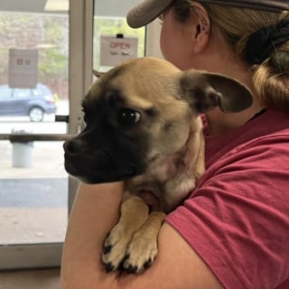 Illustration de l'article : Lors d&rsquo;un banal contr&ocirc;le routier, une polici&egrave;re remarque un chien squelettique sur la banquette arri&egrave;re et intervient sans attendre (vid&eacute;o)