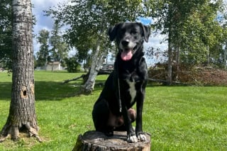 Illustration de l'article : "Je vais faire &ccedil;a toute ma vie", cet homme s'est donn&eacute; pour mission de sauver autant de chiens que possible et d'aider ceux des refuges &agrave; rebondir