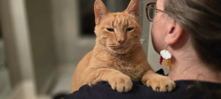 Illustration de l'article : En s'invitant dans un restaurant au hasard, ce chat errant fait bien plus que s'attirer la sympathie et des clients