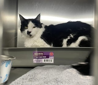 Illustration de l'article : Une chatte abandonnée dans un carton en plein milieu d'un champ aride renoue avec l'espoir grâce à la vigilance d'une adolescente