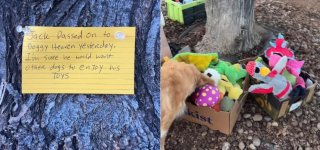 Illustration de l'article : Promenant son chien, elle trouve des jouets au pied d'un arbre et un message &eacute;mouvant au sujet de l'animal &agrave; qui ils appartenaient (vid&eacute;o)