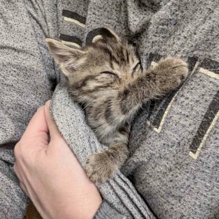 Illustration de l'article : Intrigu&eacute;e par des miaulements d&eacute;sesp&eacute;r&eacute;s dans un centre commercial, une femme trouve un chaton en d&eacute;tresse et change sa vie