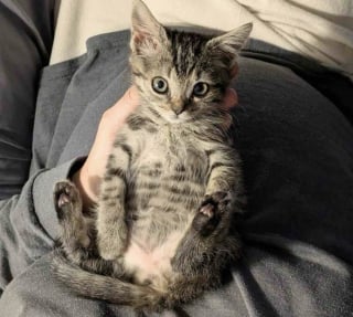 Illustration de l'article : Intrigu&eacute;e par des miaulements d&eacute;sesp&eacute;r&eacute;s dans un centre commercial, une femme trouve un chaton en d&eacute;tresse et change sa vie