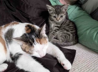 Illustration de l'article : Intrigu&eacute;e par des miaulements d&eacute;sesp&eacute;r&eacute;s dans un centre commercial, une femme trouve un chaton en d&eacute;tresse et change sa vie