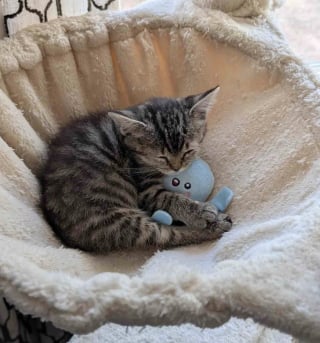 Illustration de l'article : Intrigu&eacute;e par des miaulements d&eacute;sesp&eacute;r&eacute;s dans un centre commercial, une femme trouve un chaton en d&eacute;tresse et change sa vie