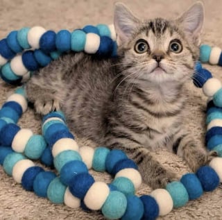 Illustration de l'article : Intrigu&eacute;e par des miaulements d&eacute;sesp&eacute;r&eacute;s dans un centre commercial, une femme trouve un chaton en d&eacute;tresse et change sa vie