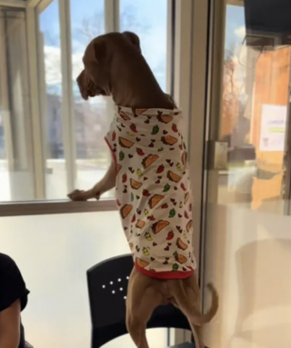 Illustration de l'article : Press&eacute; de rencontrer la famille de ses r&ecirc;ves et de quitter le refuge, ce chien regarde avec espoir par la fen&ecirc;tre de l'&eacute;tablissement (vid&eacute;o)