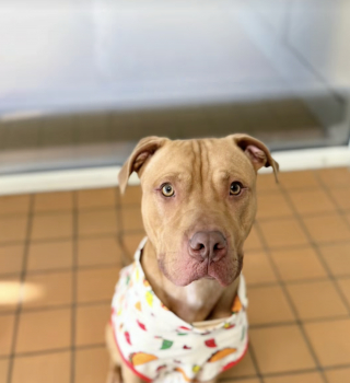 Illustration de l'article : Press&eacute; de rencontrer la famille de ses r&ecirc;ves et de quitter le refuge, ce chien regarde avec espoir par la fen&ecirc;tre de l'&eacute;tablissement (vid&eacute;o)