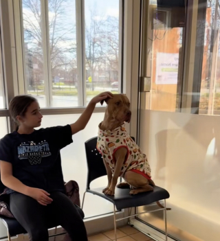 Illustration de l'article : Press&eacute; de rencontrer la famille de ses r&ecirc;ves et de quitter le refuge, ce chien regarde avec espoir par la fen&ecirc;tre de l'&eacute;tablissement (vid&eacute;o)