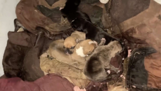 Illustration de l'article : Une chienne donne naissance &agrave; 5 chiots dans une maison abandonn&eacute;e, des personnes au grand coeur se donnent pour mission de leur offrir un vrai foyer (vid&eacute;o)